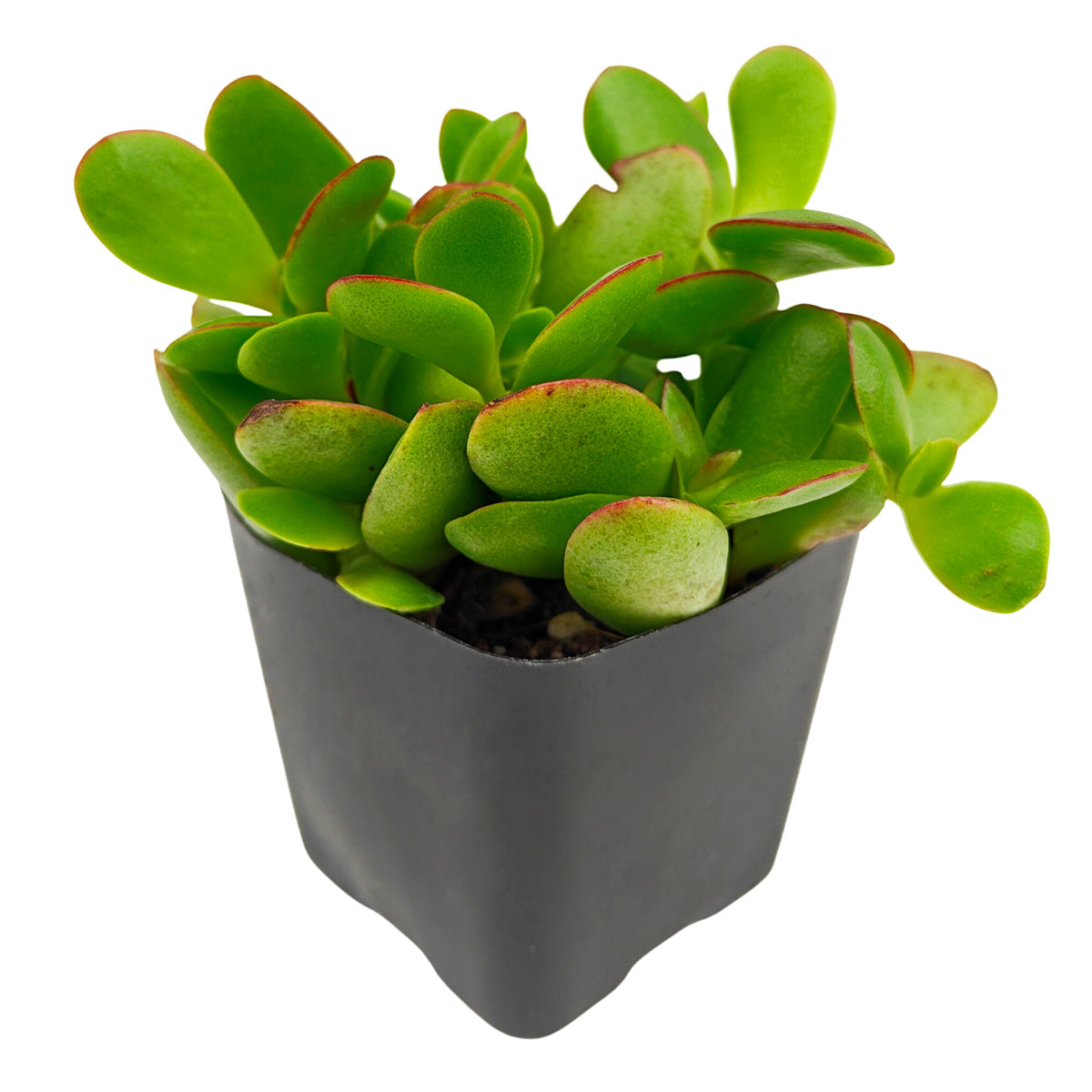 buy crassula pubescens ssp. radicans - large red carpet stonecrop live succulent 2 inch online, small fleshy oval leaves transitioning from deep green to vivid scarlet, spreading rosette-like cluster formation, architectural carpet aesthetic in any pot style, minimal watering requirements for busy plant owners, eye-catching colorful accent for indoor or outdoor displays, charming nature-inspired gift for home gardeners