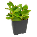 buy crassula pubescens ssp. radicans - large red carpet stonecrop live succulent 2 inch online, small fleshy oval leaves transitioning from deep green to vivid scarlet, spreading rosette-like cluster formation, architectural carpet aesthetic in any pot style, minimal watering requirements for busy plant owners, eye-catching colorful accent for indoor or outdoor displays, charming nature-inspired gift for home gardeners