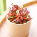 buy succulents online, rare succulent, succulent shop, unusual succulents, succulent store, succulents online