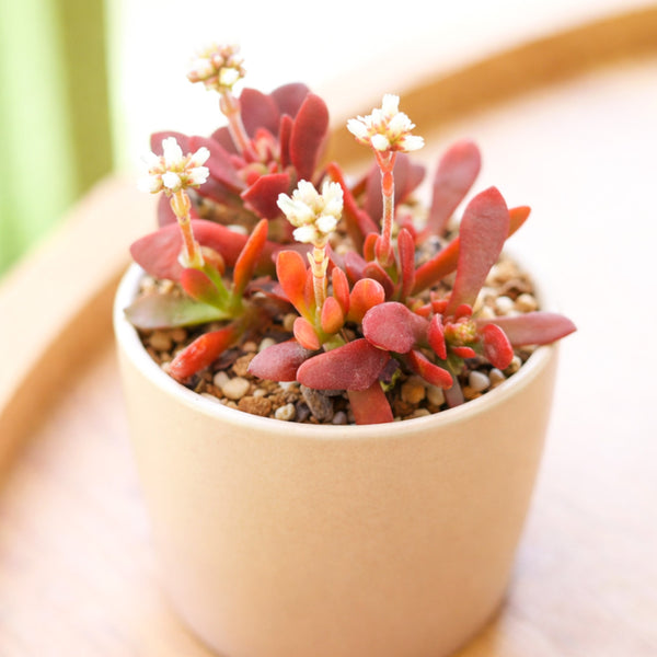 small red carpet succulent Crassula pubescens ssp. radicans