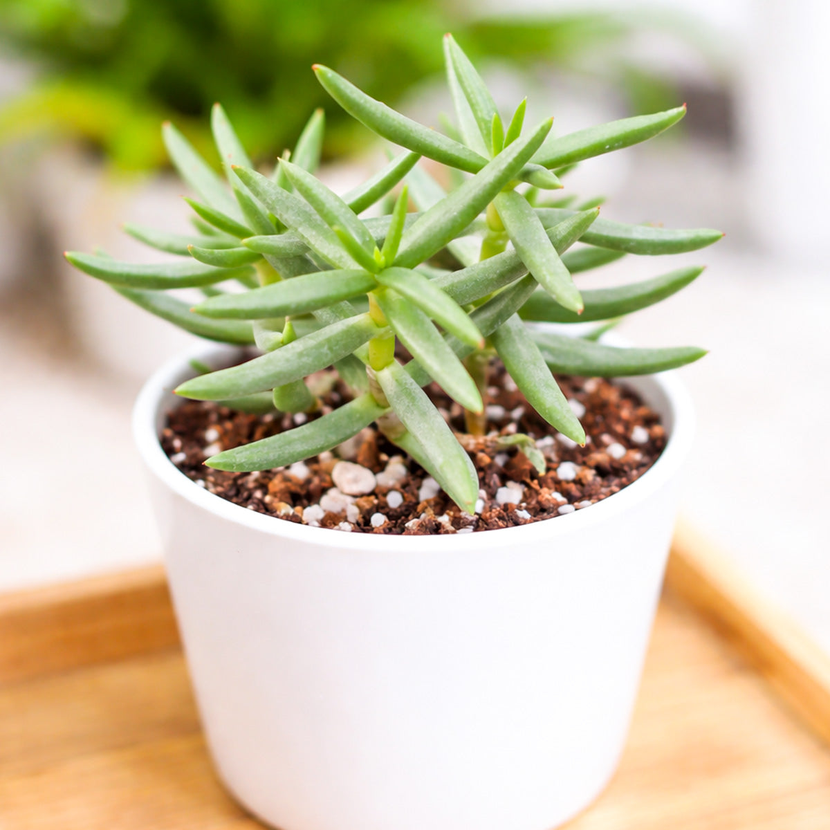 Crassula tetragona Miniature Pine in California, How to grow Crassula tetragona Miniature Pine, rare succulents, rare succulents for sale, unique succulents