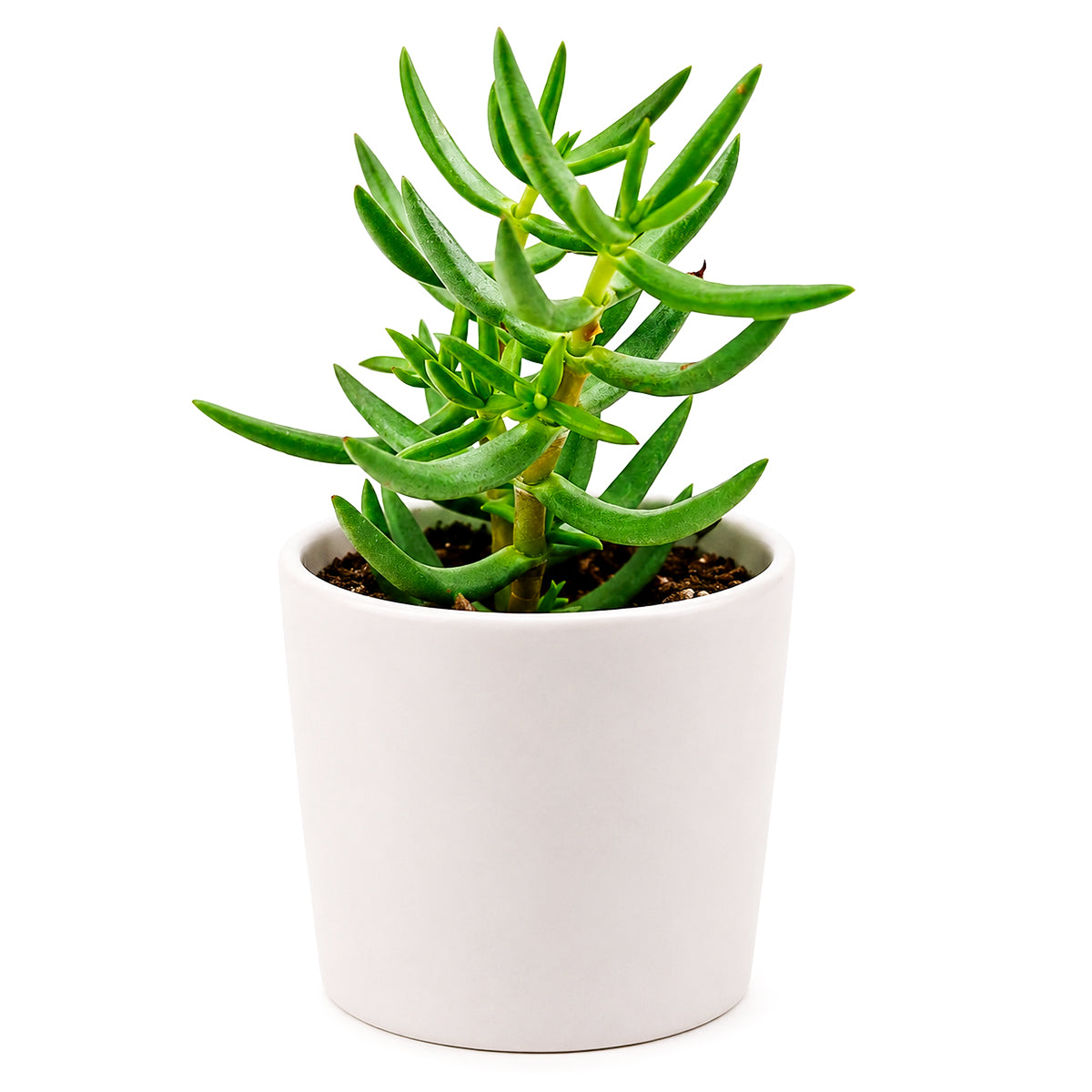 Crassula tetragona Miniature Pine in California, How to grow Crassula tetragona Miniature Pine, rare succulents, rare succulents for sale, unique succulents
