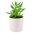 Crassula tetragona Miniature Pine in California, How to grow Crassula tetragona Miniature Pine, rare succulents, rare succulents for sale, unique succulents