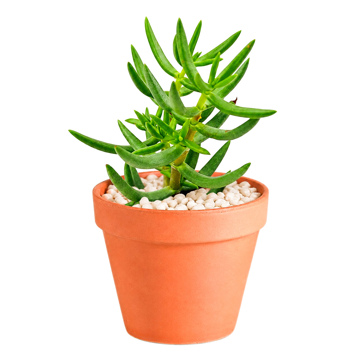 Crassula tetragona Miniature Pine in California, How to grow Crassula tetragona Miniature Pine, rare succulents, rare succulents for sale, unique succulents
