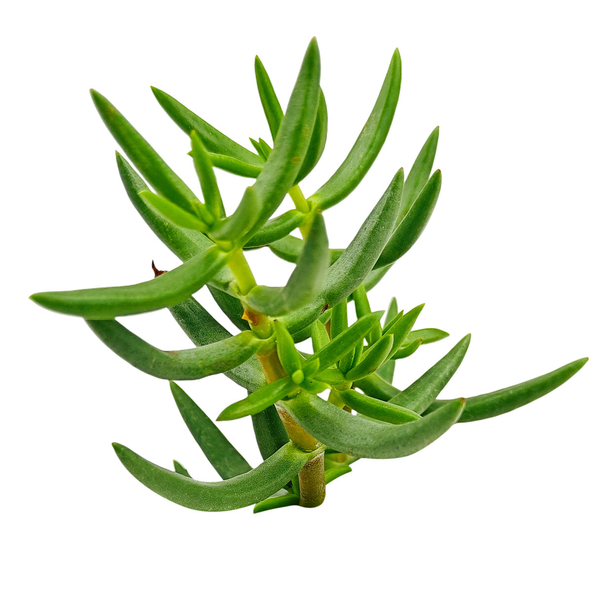 Crassula tetragona Miniature Pine in California, How to grow Crassula tetragona Miniature Pine, rare succulents, rare succulents for sale, unique succulents