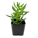 Crassula tetragona Miniature Pine in California, How to grow Crassula tetragona Miniature Pine, rare succulents, rare succulents for sale, unique succulents