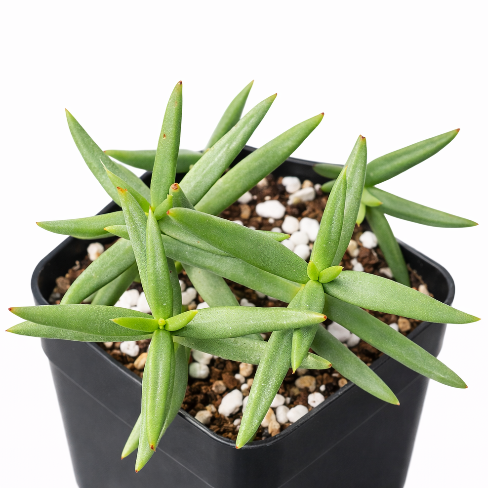 succulent that looks like a little tree Crassula tetragona Miniature Pine