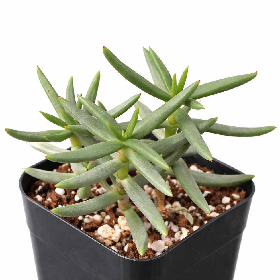 Crassula tetragona Miniature Pine in California, How to grow Crassula tetragona Miniature Pine, rare succulents, rare succulents for sale, unique succulents