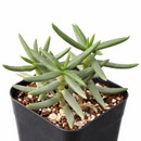 Crassula tetragona Miniature Pine in California, How to grow Crassula tetragona Miniature Pine, rare succulents, rare succulents for sale, unique succulents