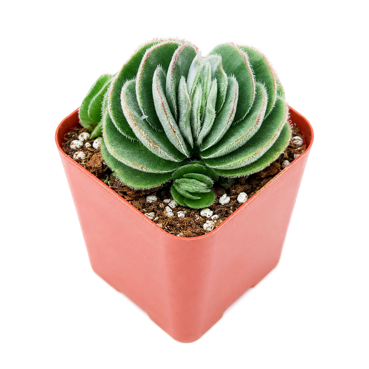 buy crassula tomentosa - woolly crassula live succulent 2 inch online, grey-green woolly rosette, densely hairy textured leaves, compact clustering growth form, drought tolerant collector plant, striking architectural desktop display, unique succulent gift for plant lovers, in a plastic pot
