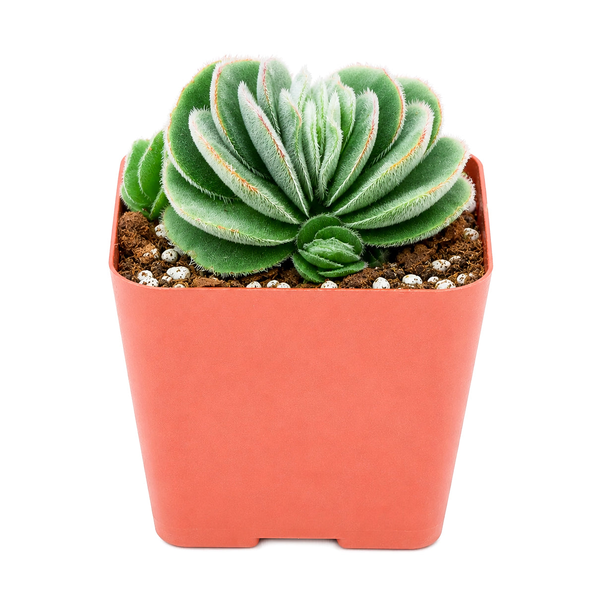 buy crassula tomentosa - woolly crassula live succulent 2 inch online, grey-green woolly rosette, densely hairy textured leaves, compact clustering growth form, drought tolerant collector plant, striking architectural desktop display, unique succulent gift for plant lovers, in a plastic pot