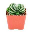 buy crassula tomentosa - woolly crassula live succulent 2 inch online, grey-green woolly rosette, densely hairy textured leaves, compact clustering growth form, drought tolerant collector plant, striking architectural desktop display, unique succulent gift for plant lovers, in a plastic pot