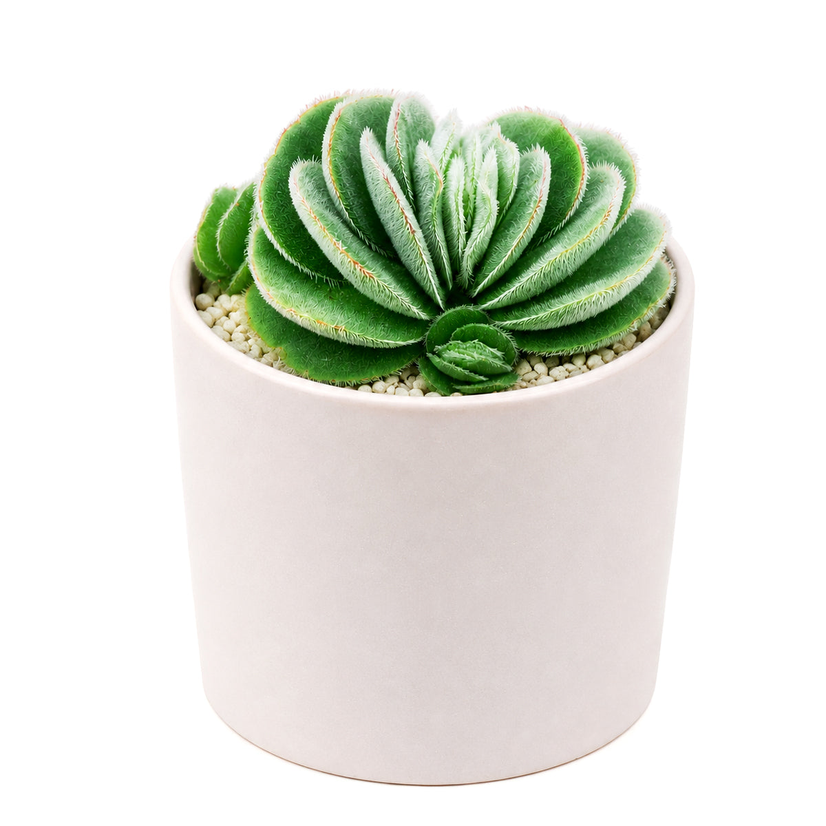 buy crassula tomentosa - woolly crassula live succulent 2 inch online, grey-green woolly rosette, densely hairy textured leaves, compact clustering growth form, drought tolerant collector plant, striking architectural desktop display, unique succulent gift for plant lovers, in a plastic pot