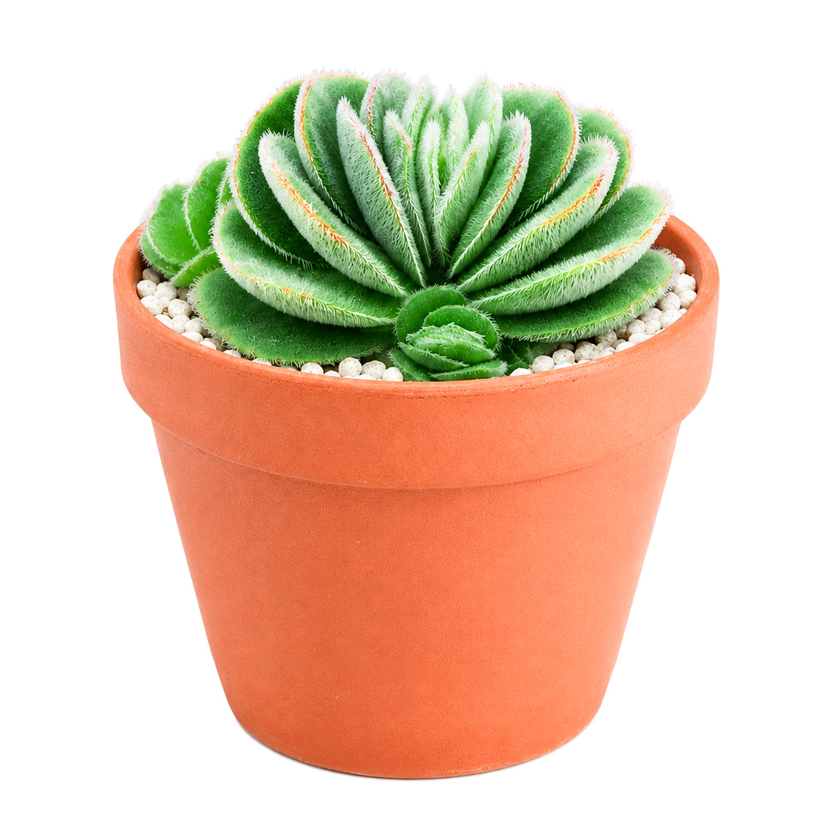 buy crassula tomentosa - woolly crassula live succulent 2 inch online, grey-green woolly rosette, densely hairy textured leaves, compact clustering growth form, drought tolerant collector plant, striking architectural desktop display, unique succulent gift for plant lovers, in a plastic pot