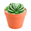buy crassula tomentosa - woolly crassula live succulent 2 inch online, grey-green woolly rosette, densely hairy textured leaves, compact clustering growth form, drought tolerant collector plant, striking architectural desktop display, unique succulent gift for plant lovers, in a plastic pot