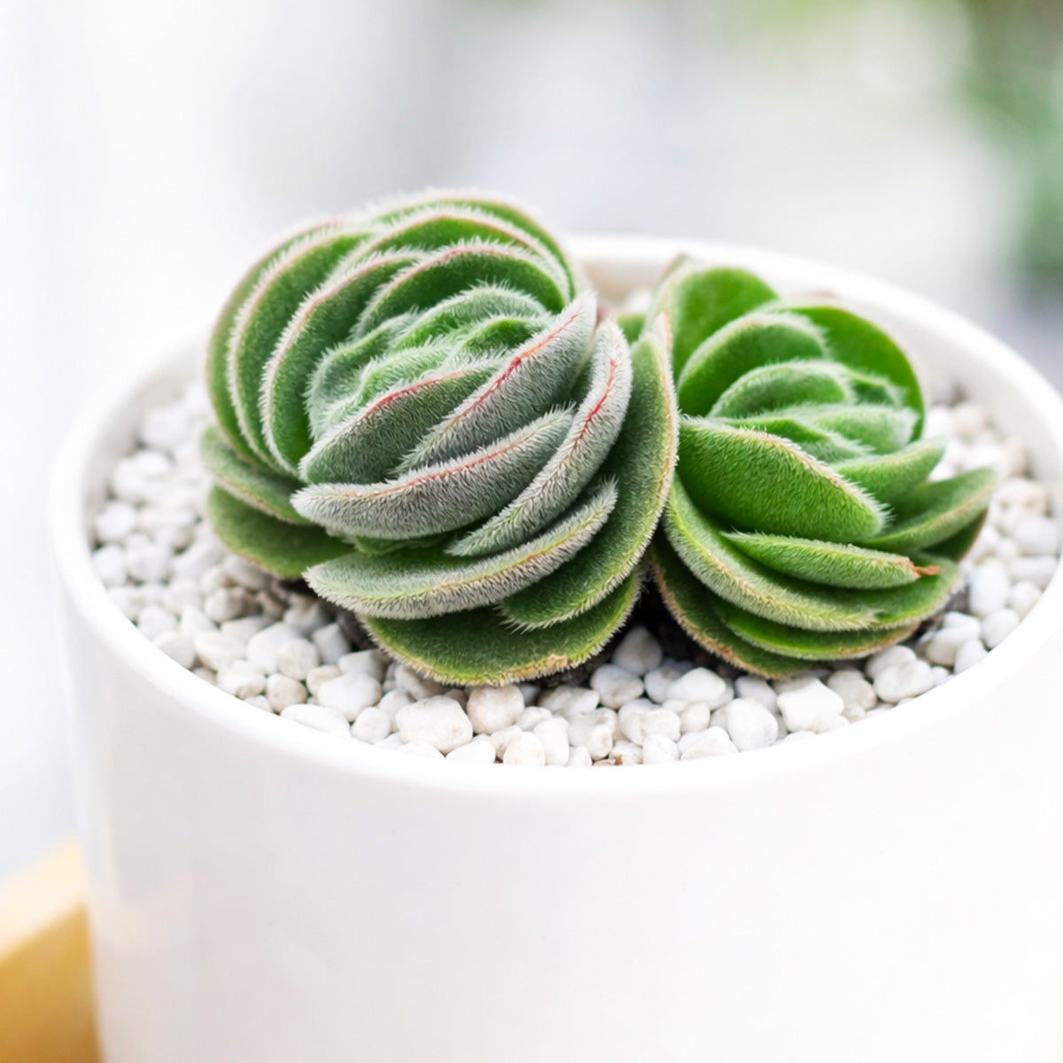 buy crassula tomentosa - woolly crassula live succulent 2 inch online, grey-green woolly rosette, densely hairy textured leaves, compact clustering growth form, drought tolerant collector plant, striking architectural desktop display, unique succulent gift for plant lovers, in a plastic pot