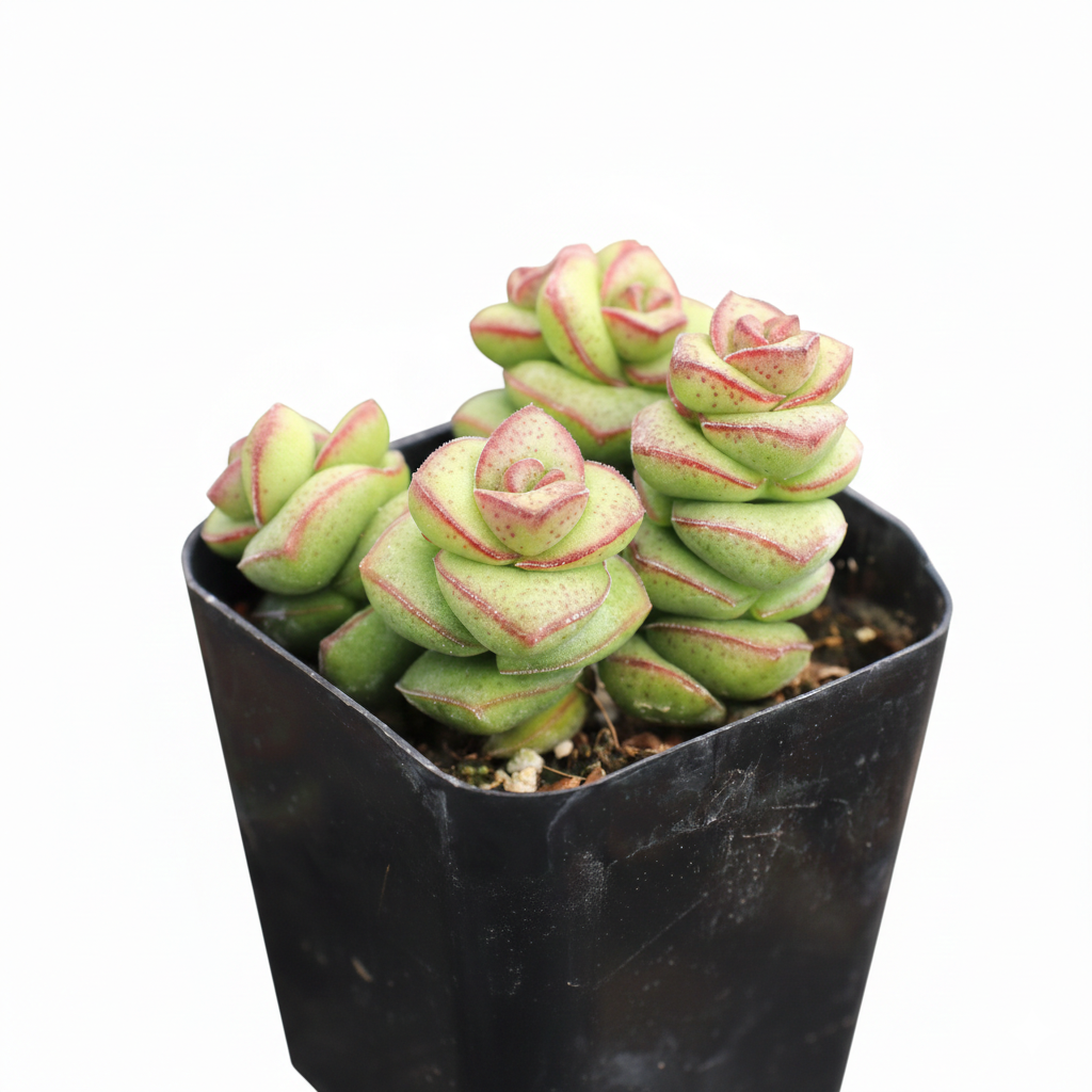 Crassula 'Jade Necklace' Live Plant | Trailing Baby Necklace Succulent 2 inch / Plastic Pot by Succulents Box