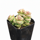 easy to care succulents, 2 inch succulents for sale, Crassula Jade Necklace for sale, Crassula live plants