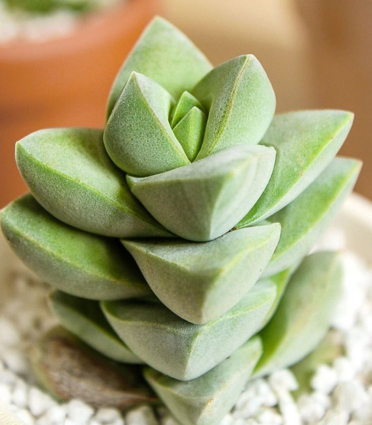 crassula moonglow succulent care Crassula Moonglow Succulent for Sale
