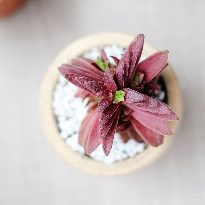 Crassula Red Pagoda Shark Tooth for sale. Succulents for sale. Shop succulent online 