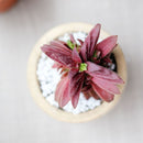 Crassula Red Pagoda Shark Tooth for sale. Succulents for sale. Shop succulent online 