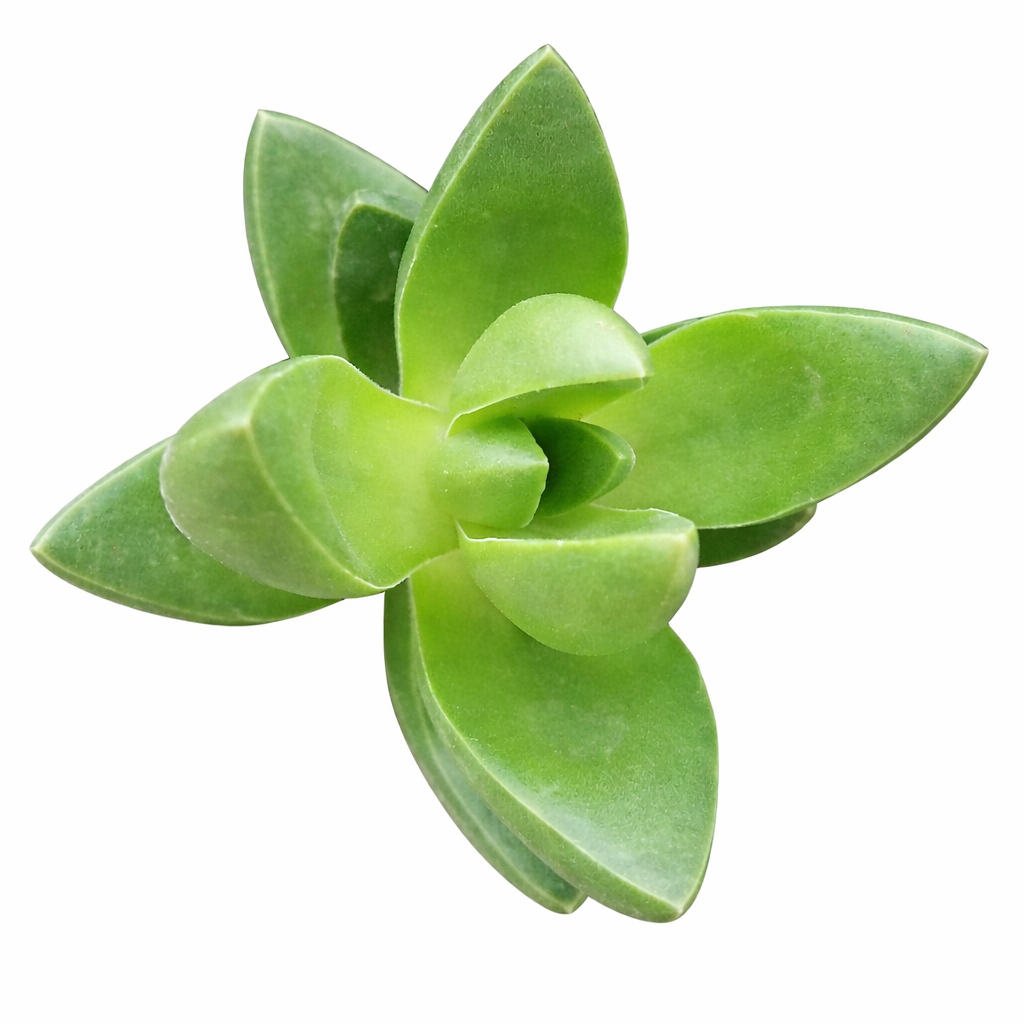 2 inch Crassula Ben, green succulents, indoor succulents, succulent care guide, buy succulents online