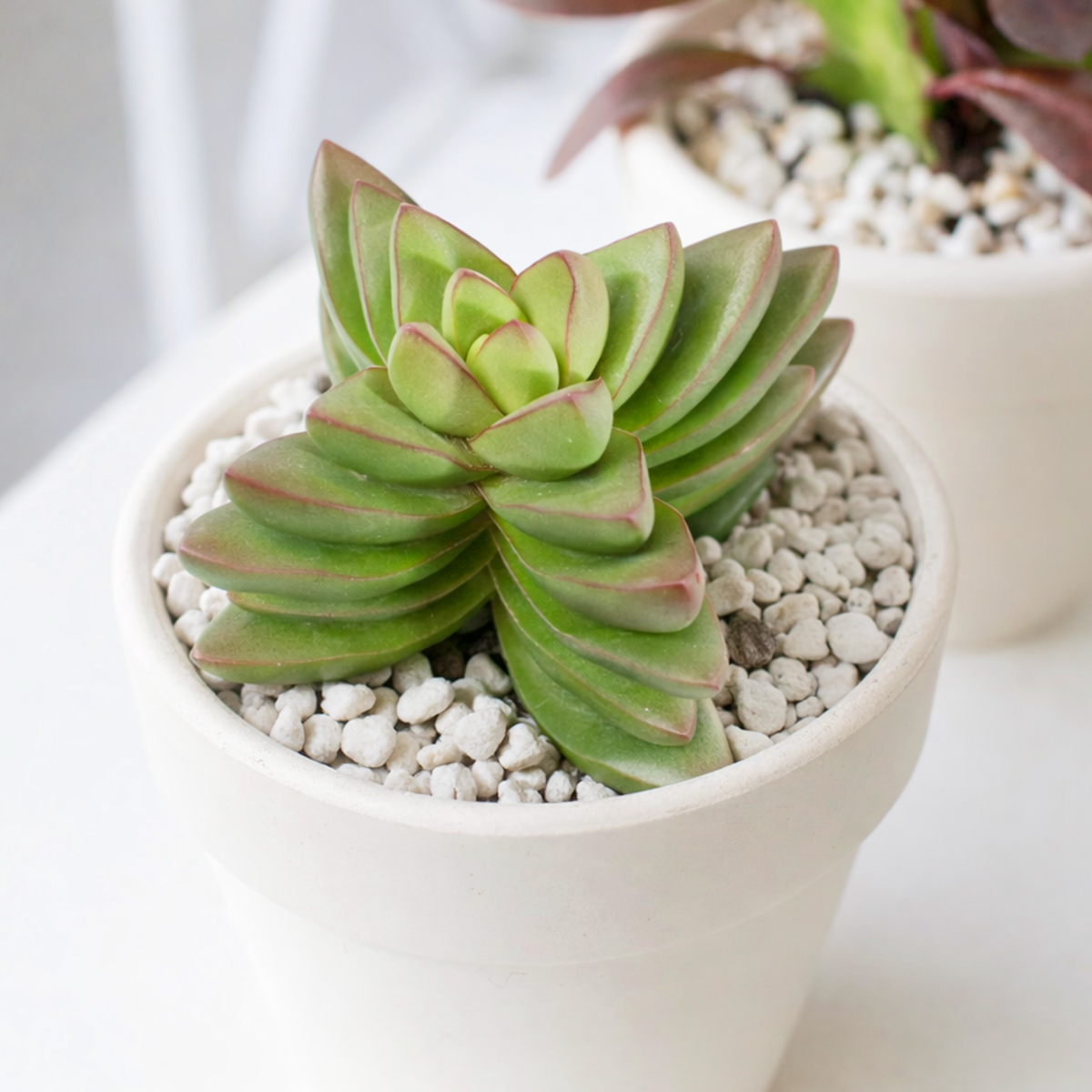 2 inch Crassula Ben, green succulents, indoor succulents, succulent care guide, buy succulents online
