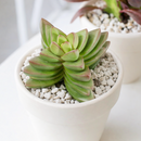 2 inch Crassula Ben, green succulents, indoor succulents, succulent care guide, buy succulents online