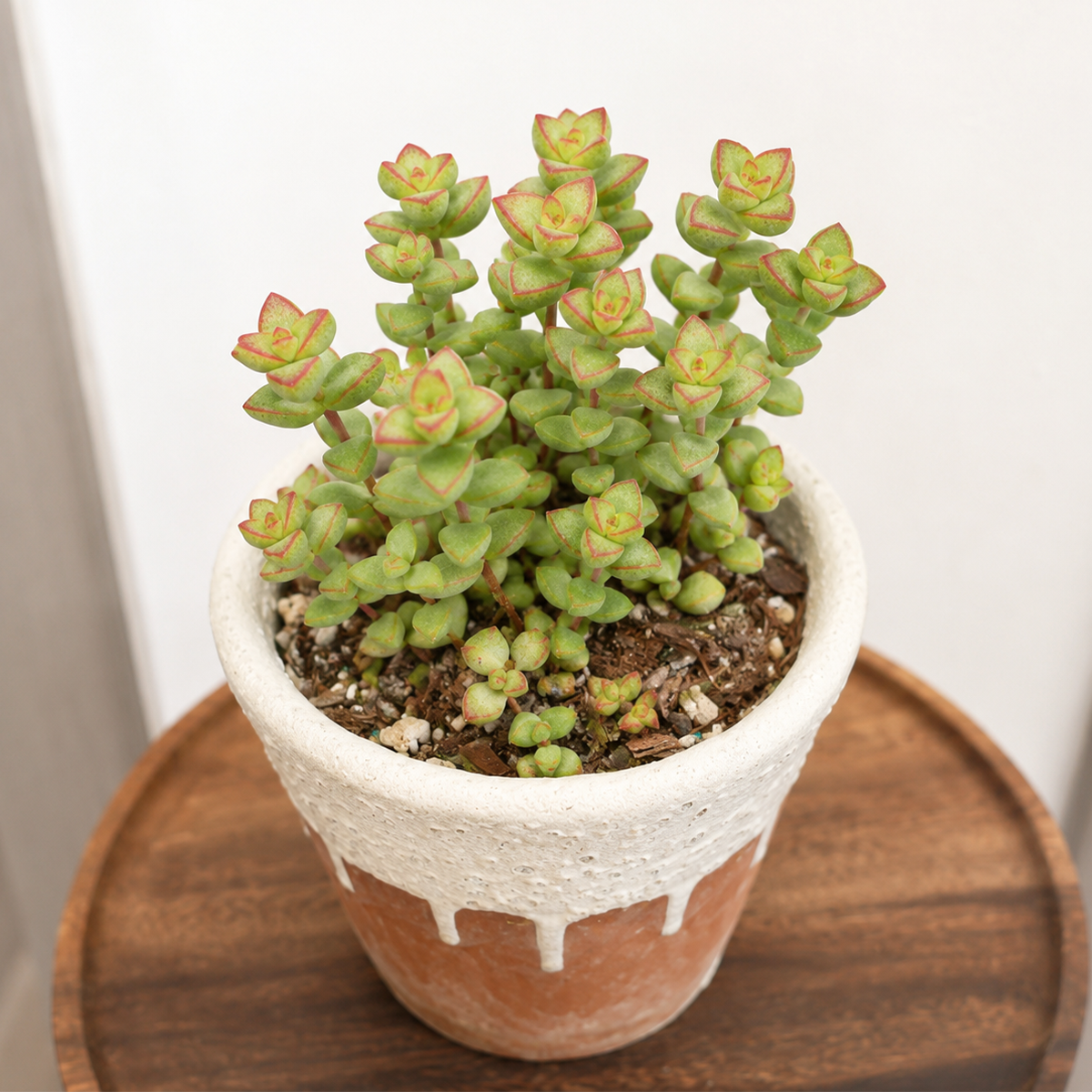 buy Crassula Brevifolia - Crassula rupestris var. monticola 4 inch online, succulent for container gardens and rock gardens, sun loving Crassula species, hardy drought resistant succulent, unique succulent for plant collectors, decorative succulent centerpiece arrangement, succulent gift for plant lovers