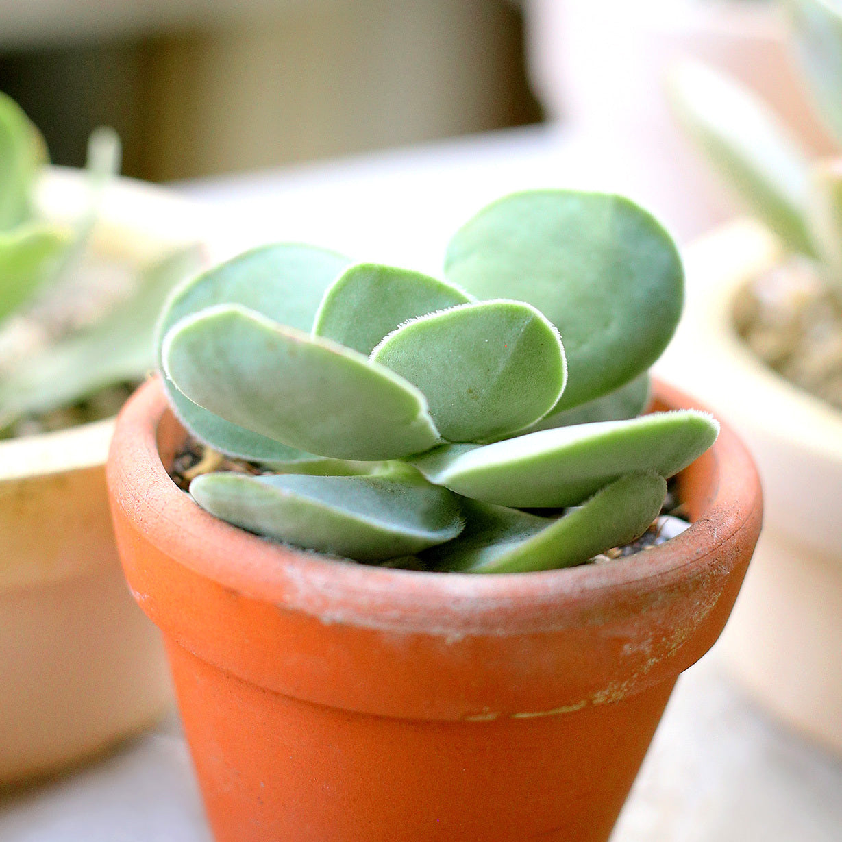 trost succulent Crassula Cotyledonis Succulent Plant
