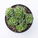 Buy an 8-pack of 4" live plants online. Choose eight plants of your choice to create a lush and diverse collection in 4" pots. Perfect for filling larger spaces, decorating your home or office, and growing your plant collection.