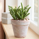 8-pack of 2" live plants for sale. Pick eight favorite plants and enjoy a variety of compact plants in 2" pots. Great for plant collections, gifting, decorating small spaces, and indoor gardening.
