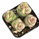 easy to care succulents, 2 inch succulents for sale, Crassula Jade Necklace for sale, Crassula live plants