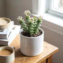 2 inch Crassula Jade Necklace, buy Crassula Jade Necklace online, Crassula Jade Necklace for sale, plants for tabletop decor