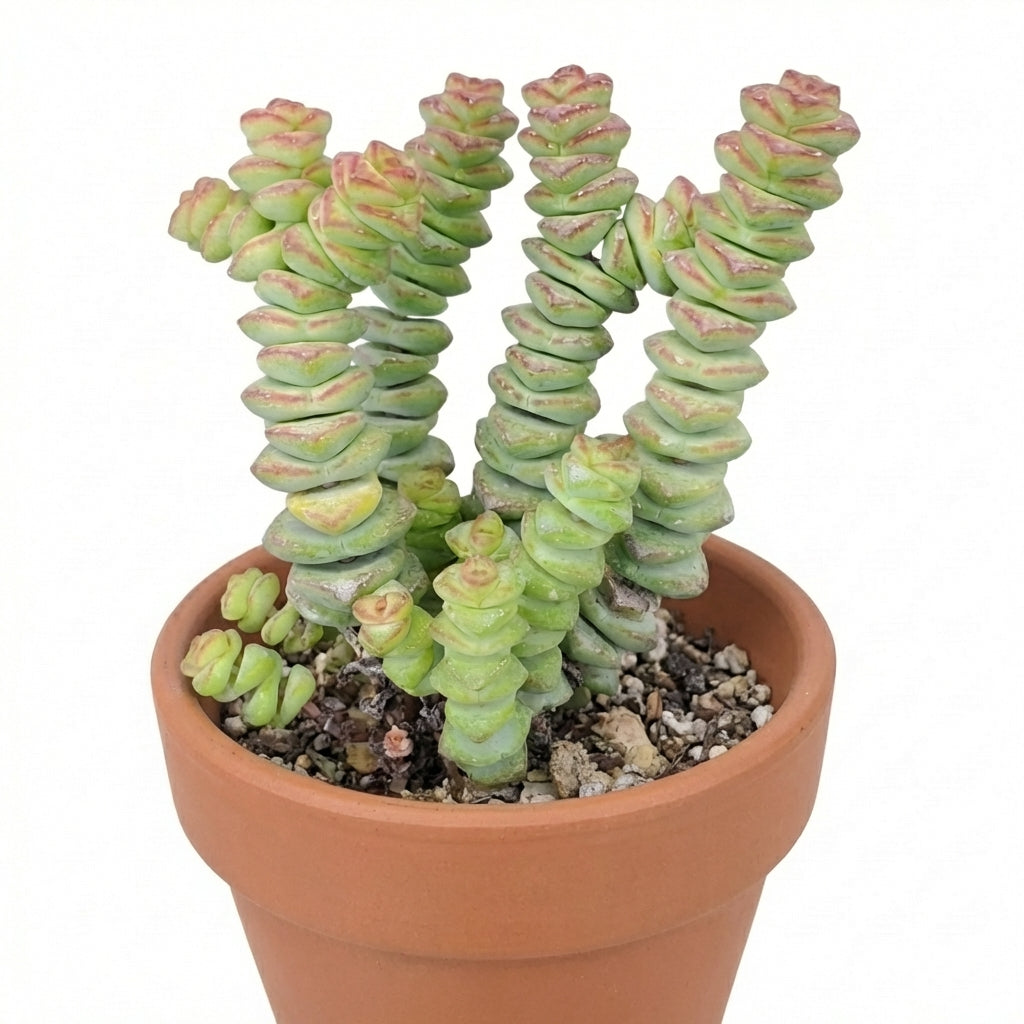 2 inch Crassula Jade Necklace, buy Crassula Jade Necklace online, Crassula Jade Necklace for sale, plants for tabletop decor