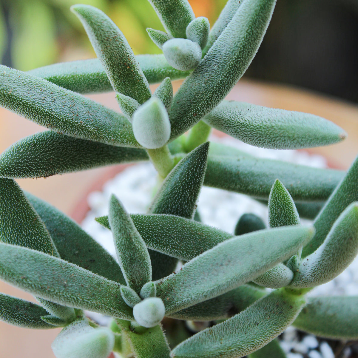 Crassula Mesembryanthemoides Tenelli, 2 inch succulents, small green succulents, succulents, succulents for sale