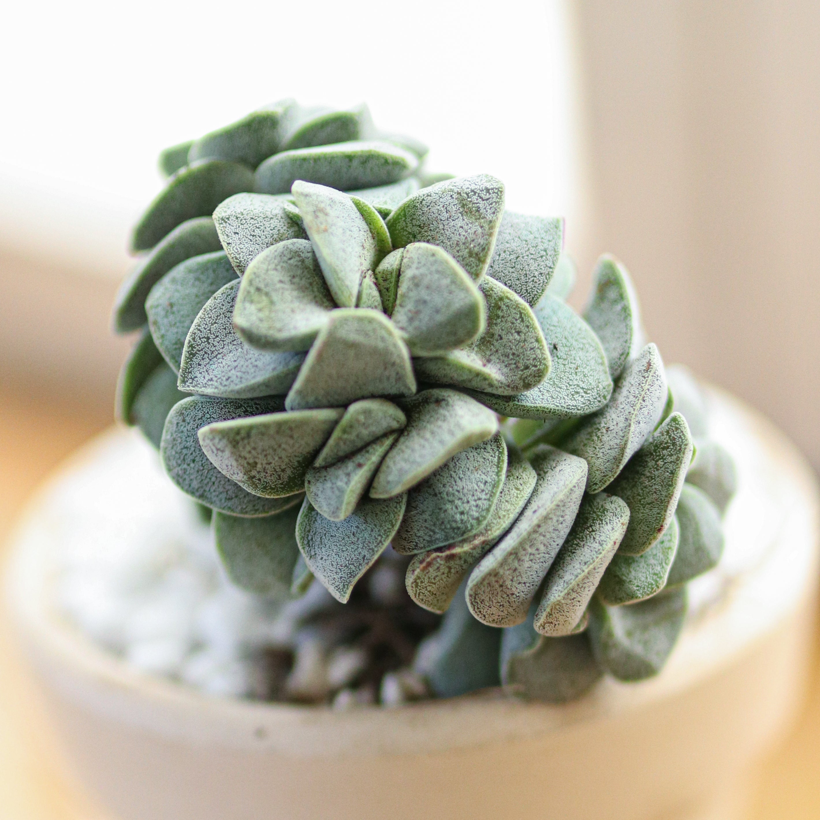 silver moon succulent Crassula Morgan Beauty Silver Springtime Succulents for Sale 4 inch / Plastic Pot by Succulents Box