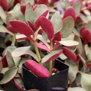 2 inch Crassula 'Multicava Fairy', green succulents, indoor succulents, succulent care guide, buy succulents online