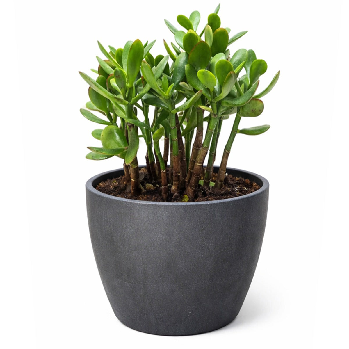 Crassula Ovata Obliqua Jade Plant | Lucky Plant Money Tree for Sale