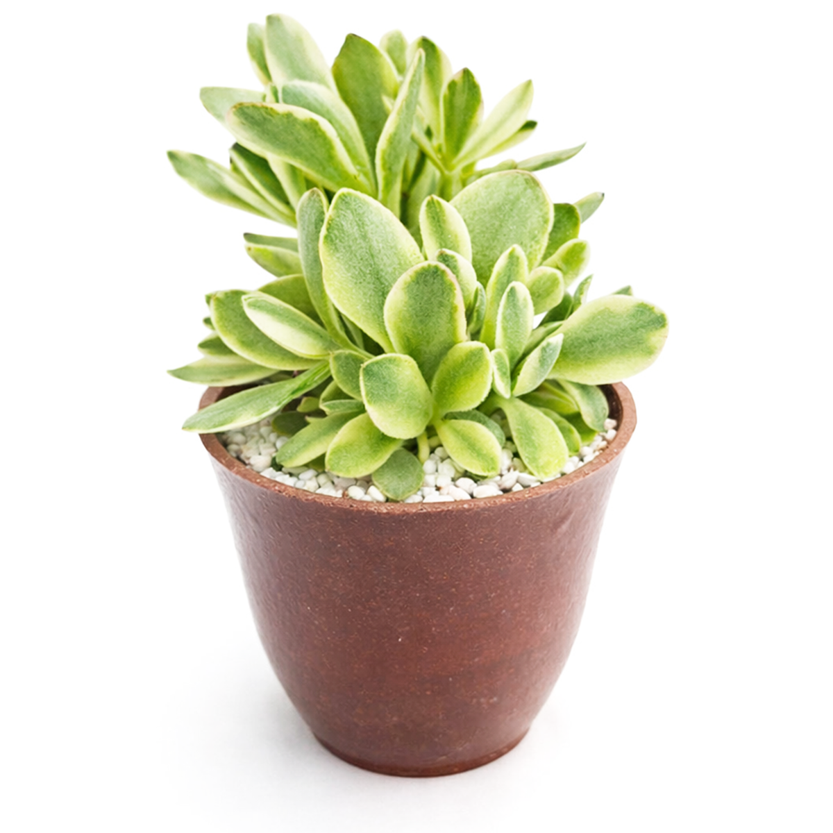 buy 2inch / 4 inch crassula variegated money maker online, crassula variegated money maker low maintenance houseplant, compact crassula variegated money maker indoor plant