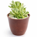 2 inch / 4 inch crassula variegated money maker live succulent plant for sale, crassula variegated money maker starter plant, decorative money maker plant for home office