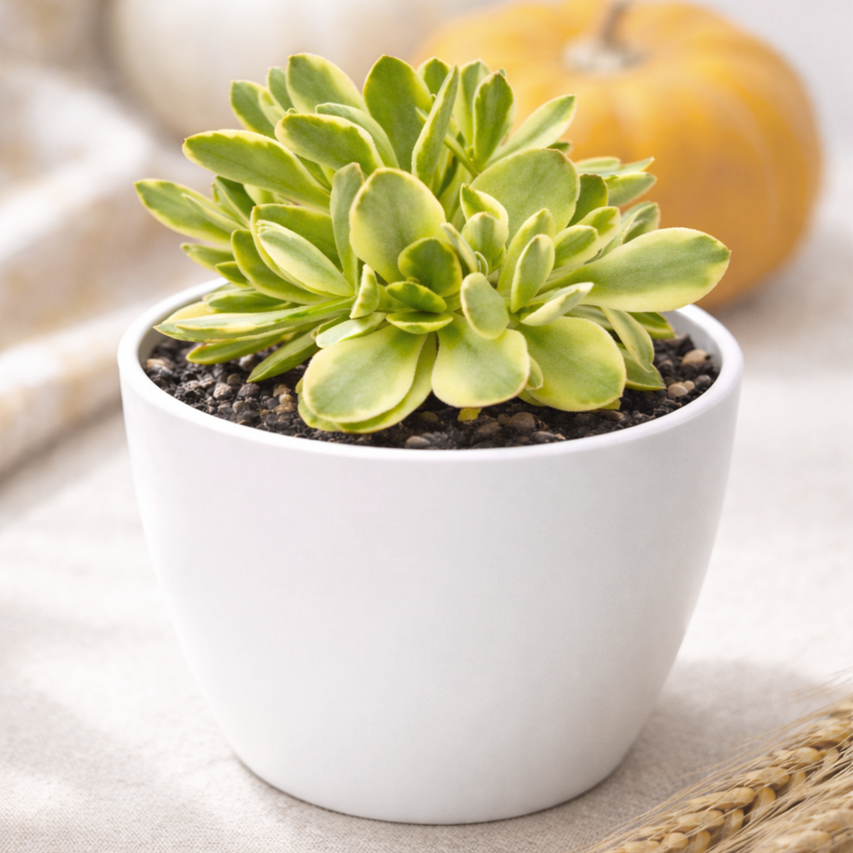 2 inch Crassula 'Variegated Money Maker', green succulents, indoor succulents, succulent care guide, buy succulents online