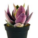 2 inch Crassula 'Garnet Lotus' live plant for sale, stylish succulent for desk decor, dramatic rosette succulent variety, decorative succulent for plant lovers