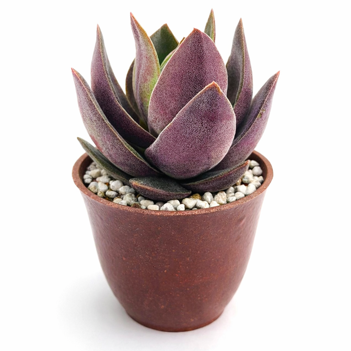 buy Crassula 'Garnet Lotus' 2 inch live plant online, succulent for container gardens, elegant rosette succulent display, hardy drought resistant succulent, unique jewel tone succulent plant