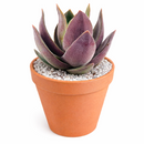 2 inch Crassula 'Garnet Lotus' live plant for sale, stylish succulent for desk decor, dramatic rosette succulent variety, decorative succulent for plant lovers