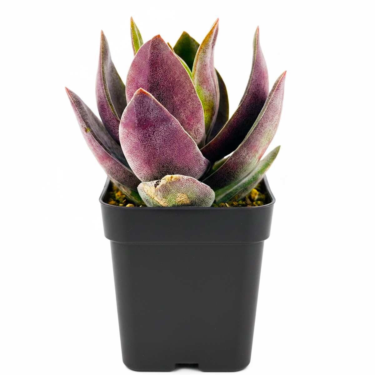 2 inch Crassula 'Garnet Lotus' live plant for sale, aesthetic succulent for modern home decor, low maintenance succulent plant, decorative potted succulent, exotic succulent collection plant