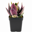 2 inch Crassula 'Garnet Lotus' live plant for sale, stylish succulent for desk decor, dramatic rosette succulent variety, decorative succulent for plant lovers