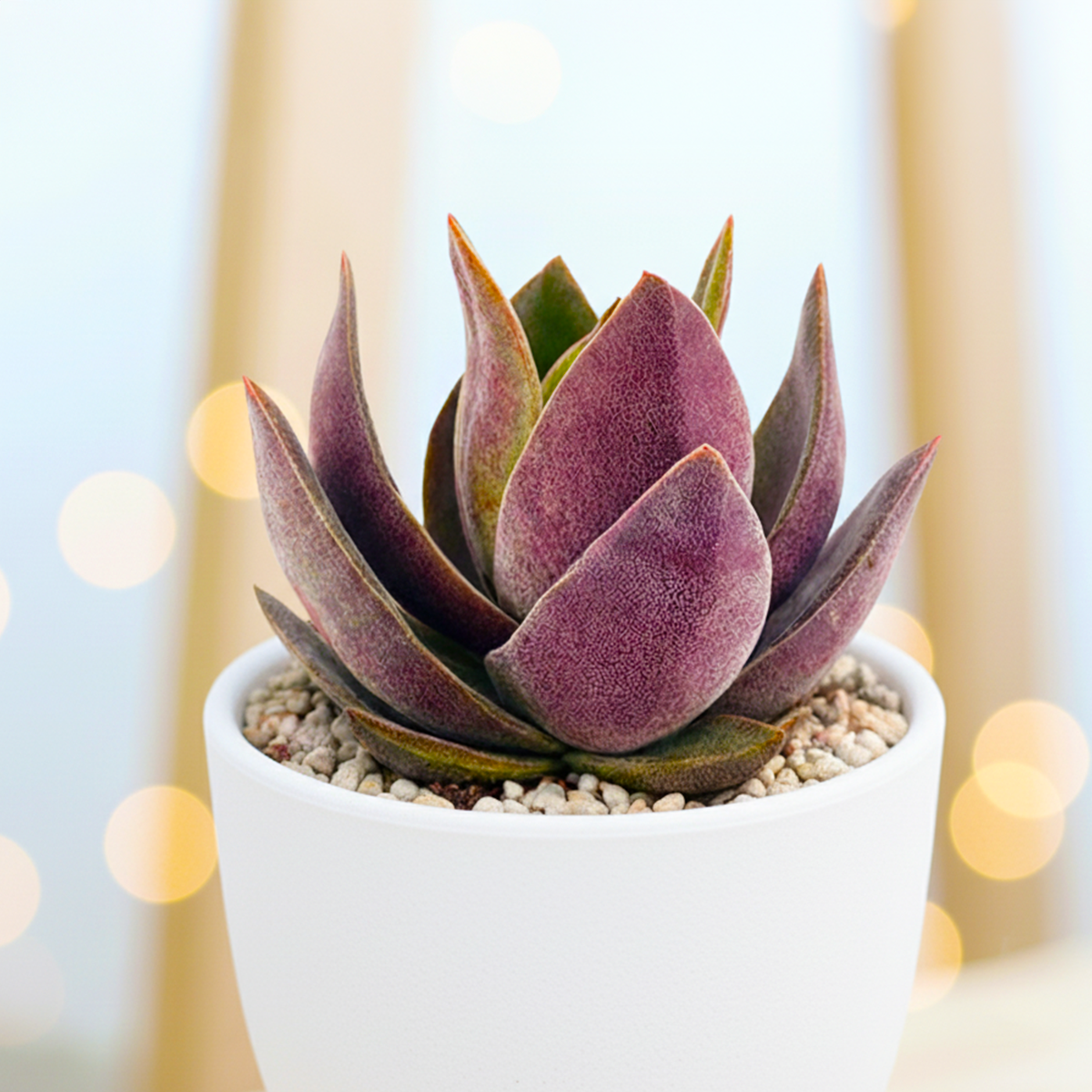 buy Crassula 'Garnet Lotus' 2 inch live plant online, rare collector succulent species, colorful succulent centerpiece plant, fleshy leaf Crassula succulent