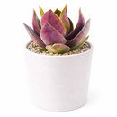 2 inch Crassula 'Garnet Lotus' live plant for sale, stylish succulent for desk decor, dramatic rosette succulent variety, decorative succulent for plant lovers