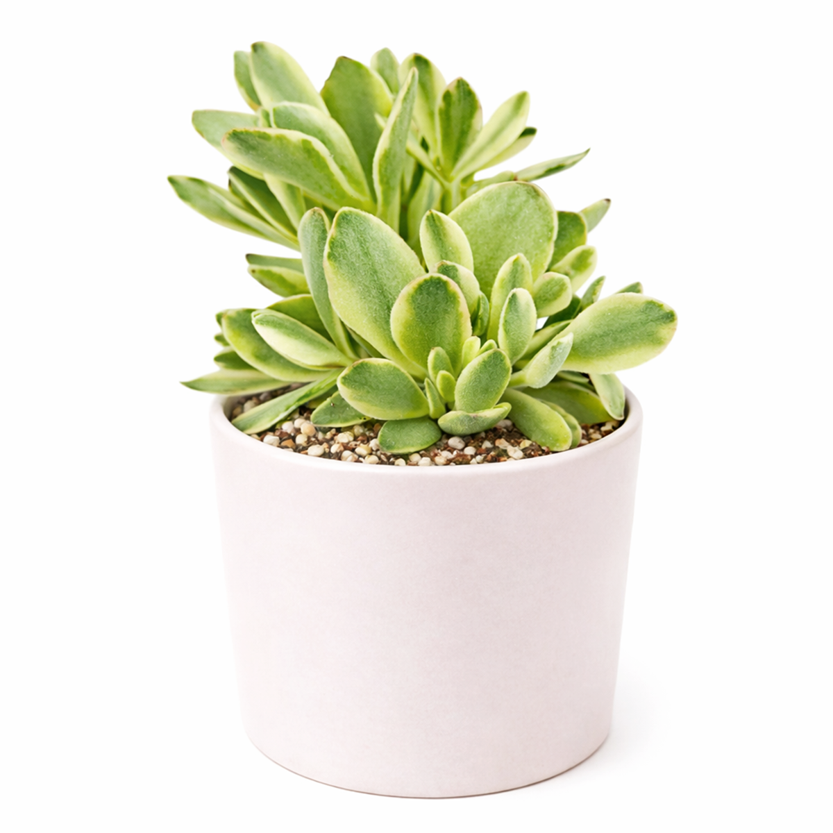 buy 2inch / 4 inch crassula variegated money maker online, ornamental variegated jade plant for succulent lovers, low maintenance crassula succulent for beginners